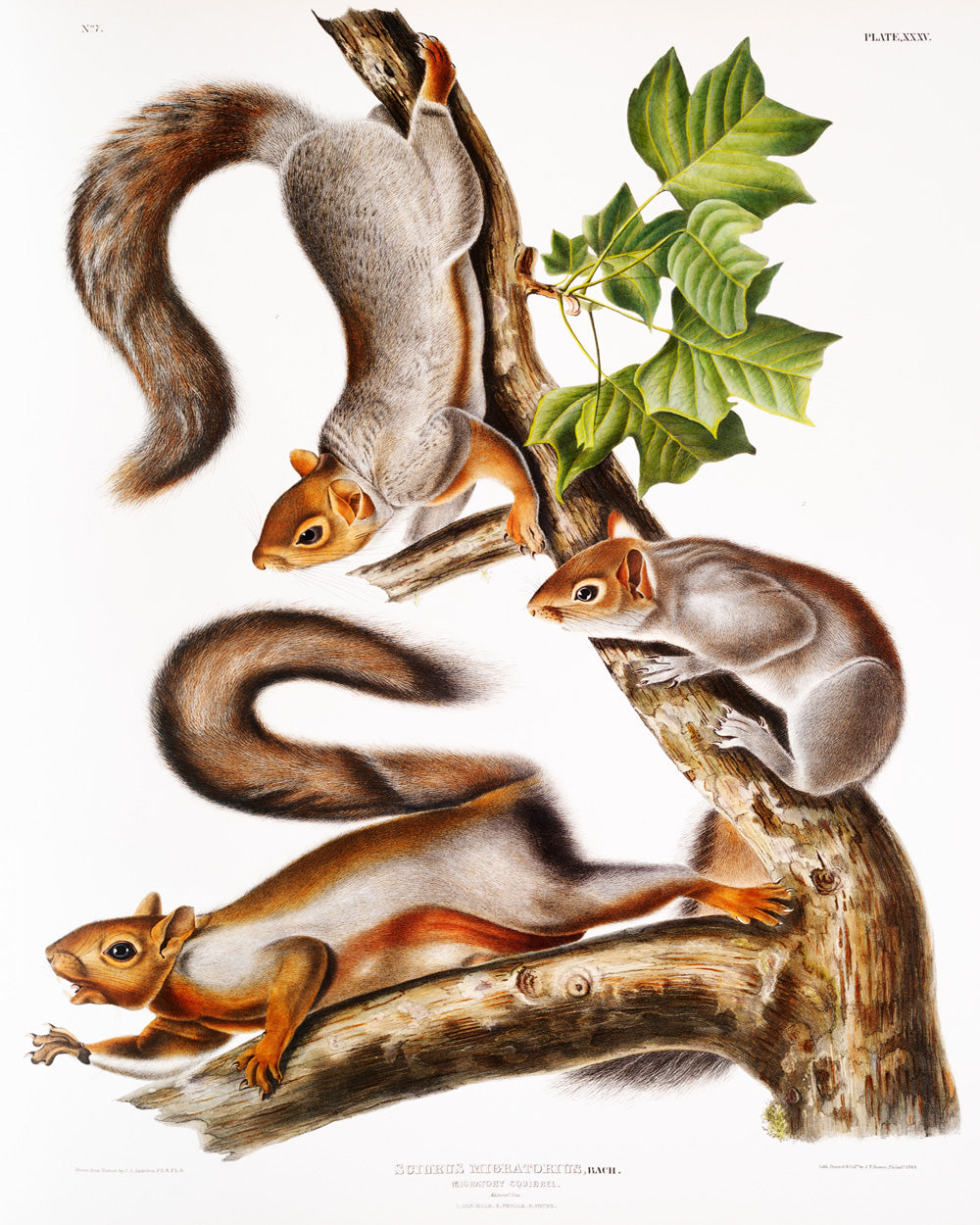 American Squirrels by John J. Audubon #2