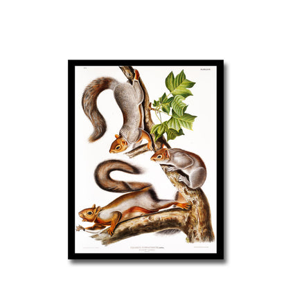 Richardson's Columbian Squirrel by John J. Audubon