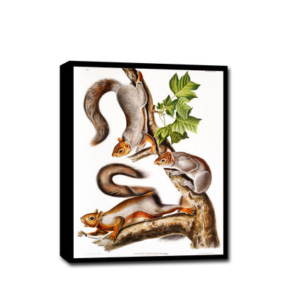 Migratory Squirrel by John J. Audubon