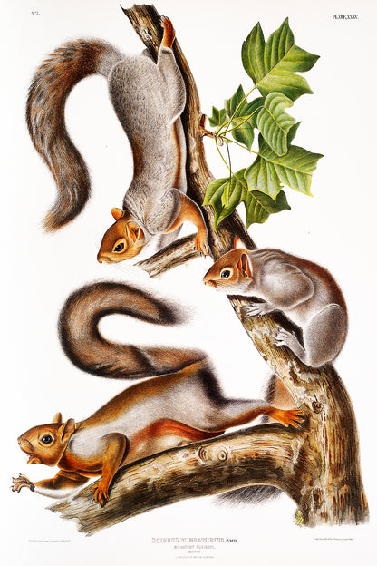 A framed print featuring illustrations of various squirrels with a black border and a white background, part of the collection by John J. Audubon.