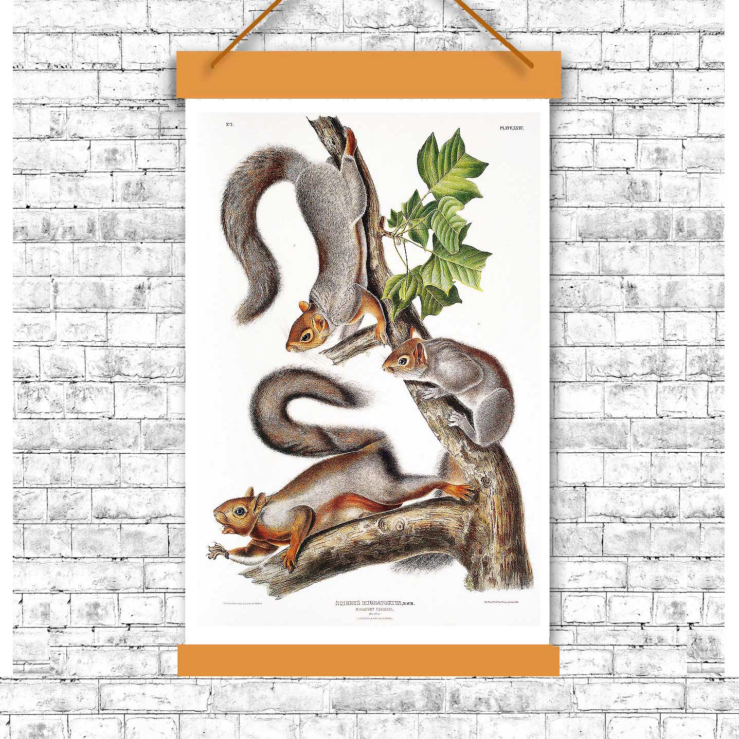 Migratory Squirrel by John J. Audubon