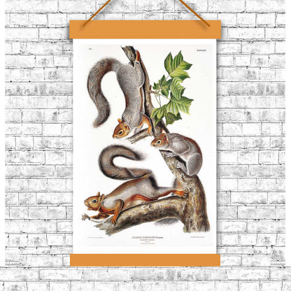 Migratory Squirrel by John J. Audubon