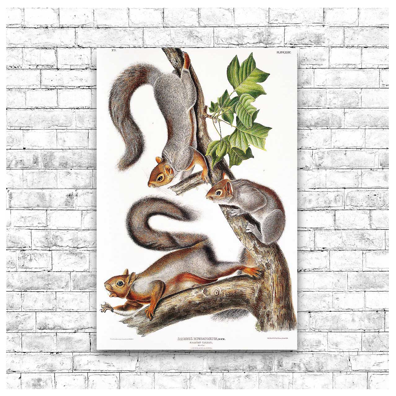 A framed print featuring illustrations of various squirrels with a black border and a white background, part of the collection by John J. Audubon.