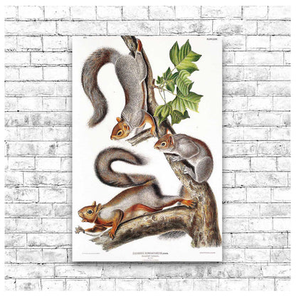 A framed print featuring illustrations of various squirrels with a black border and a white background, part of the collection by John J. Audubon.