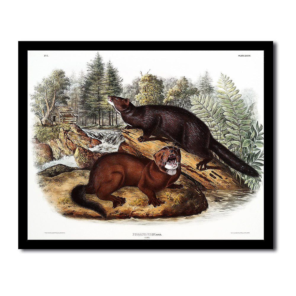 Mink by John J. Audubon