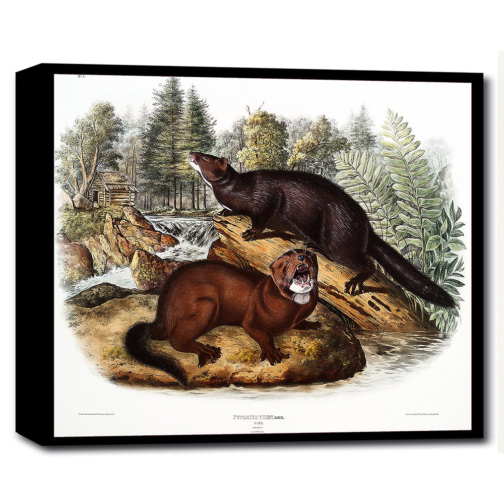 A framed print depicting two minks in a natural landscape setting.