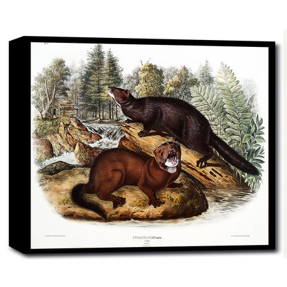 A framed print depicting two minks in a natural landscape setting.
