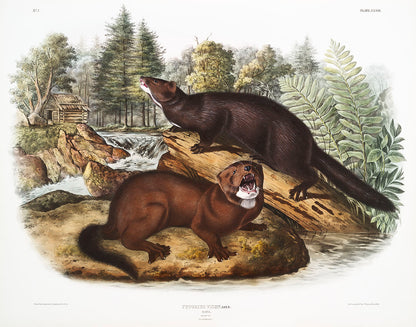 A color illustration of two minks in a natural setting with trees and water in the background, from the book 'The Viviparous Quadrupeds of North America' by John James Audubon.