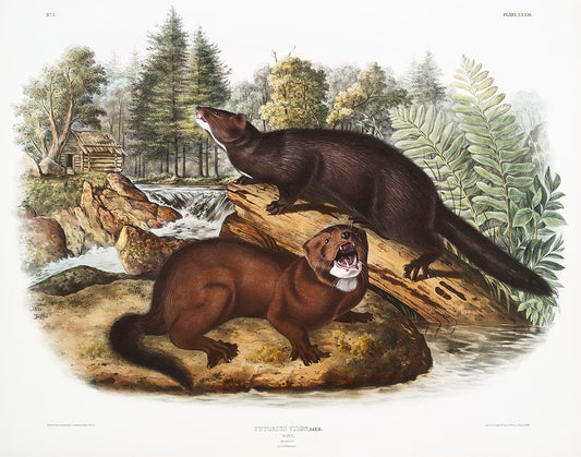 Mink (Putorius vison) by John James Audubon