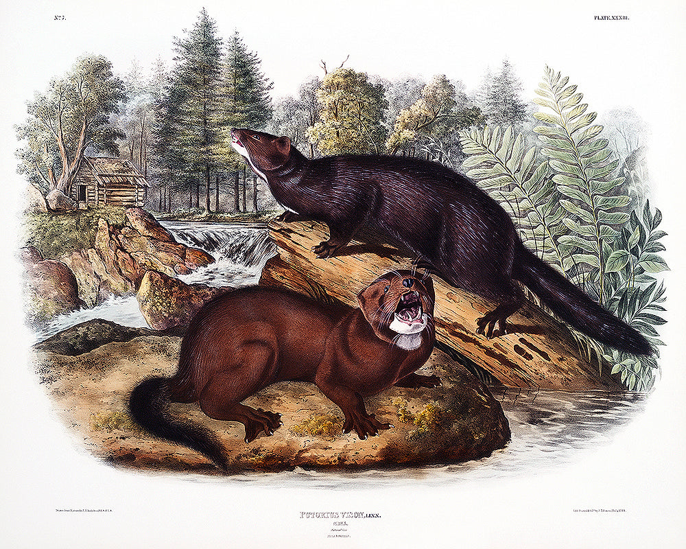 A framed print depicting two minks in a natural landscape setting.