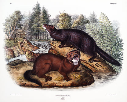 A framed print depicting two minks in a natural landscape setting.