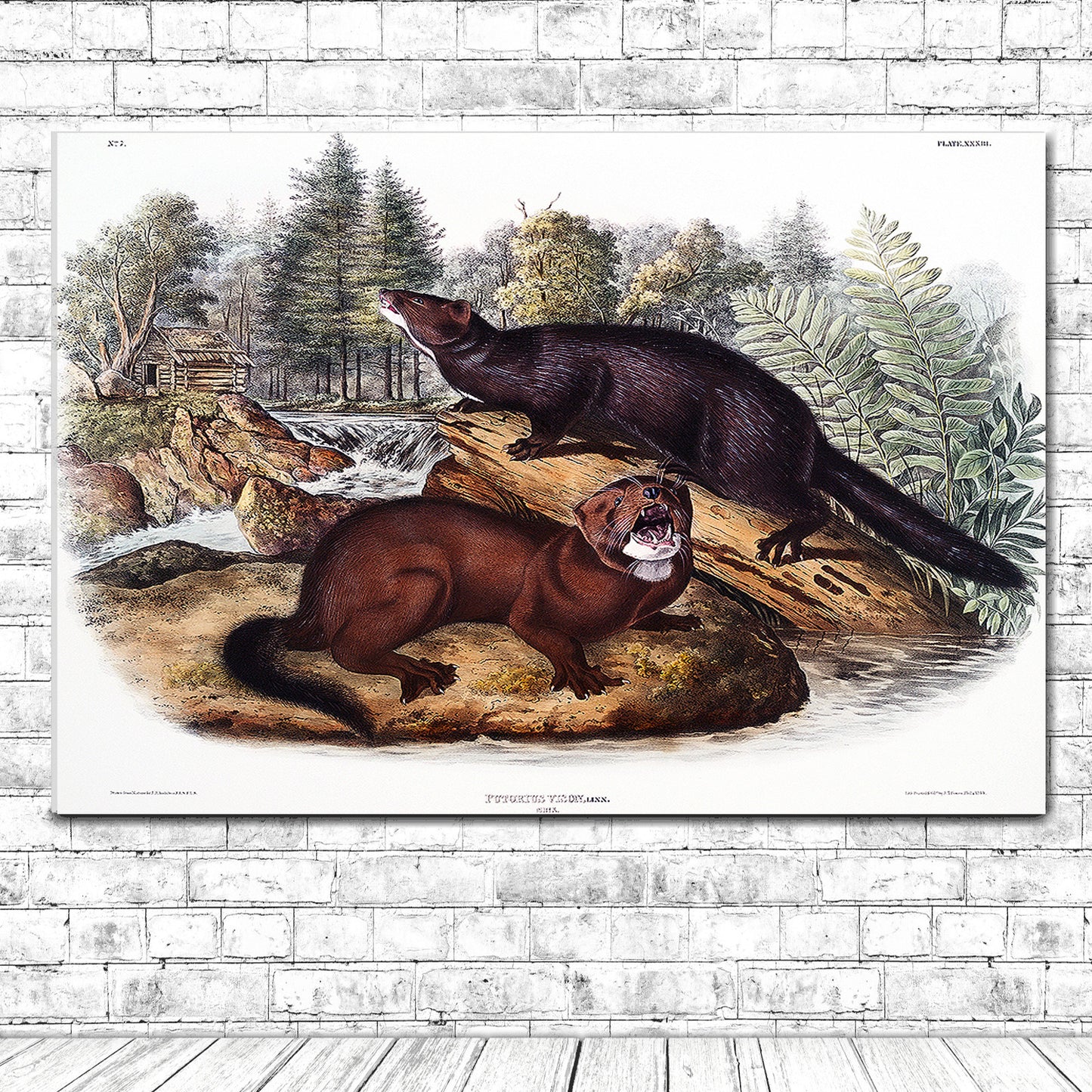 Mink by John J. Audubon