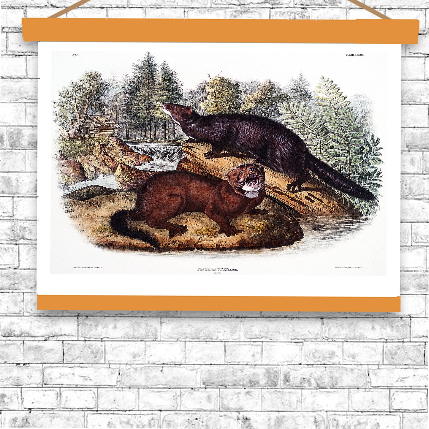 Mink by John J. Audubon