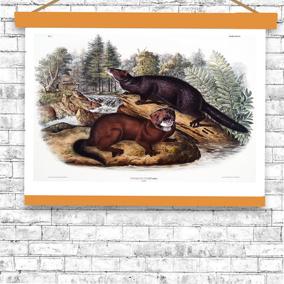 Mink by John J. Audubon