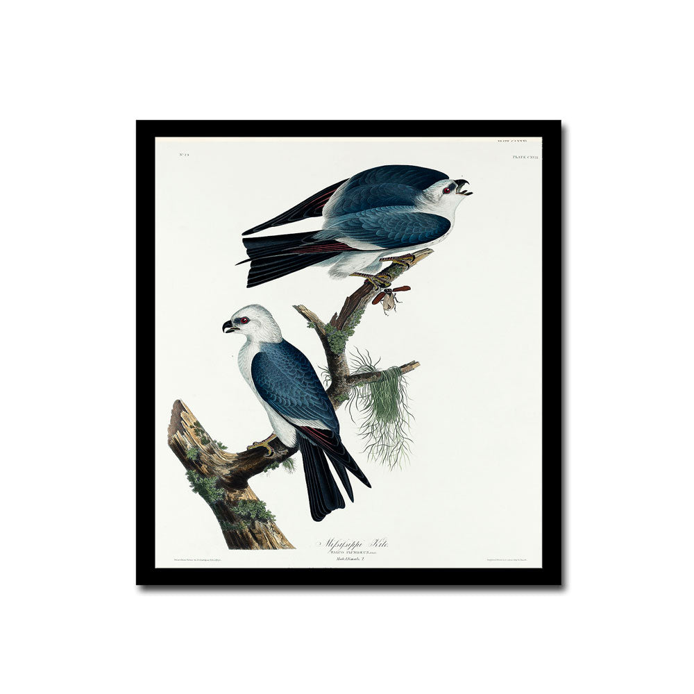 Mississippi Kite by John J. Audubon