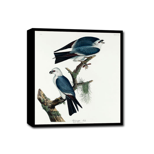 Mississippi Kite by John J. Audubon