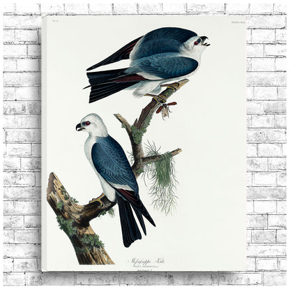 A framed print of two Mississippi kites perched on a branch, with a black and white color scheme.