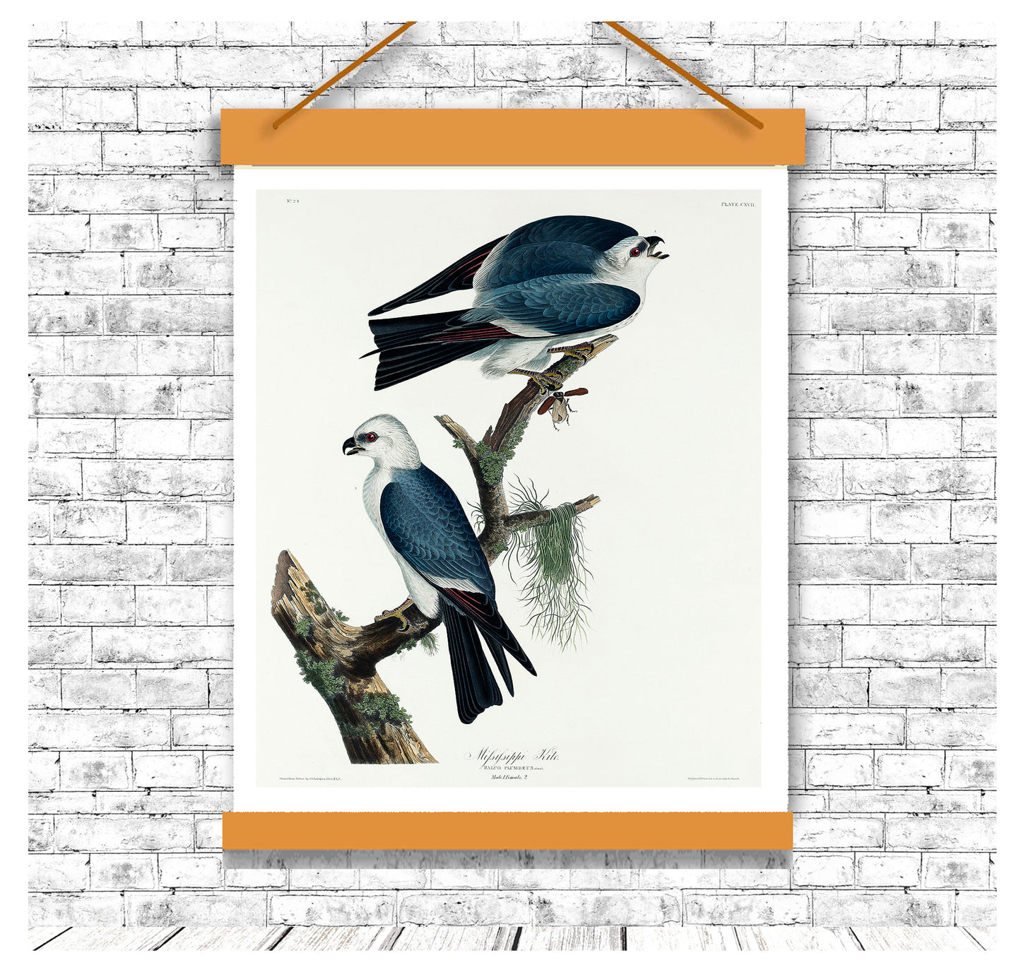 Mississippi Kite by John J. Audubon