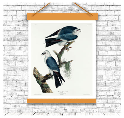 Mississippi Kite by John J. Audubon