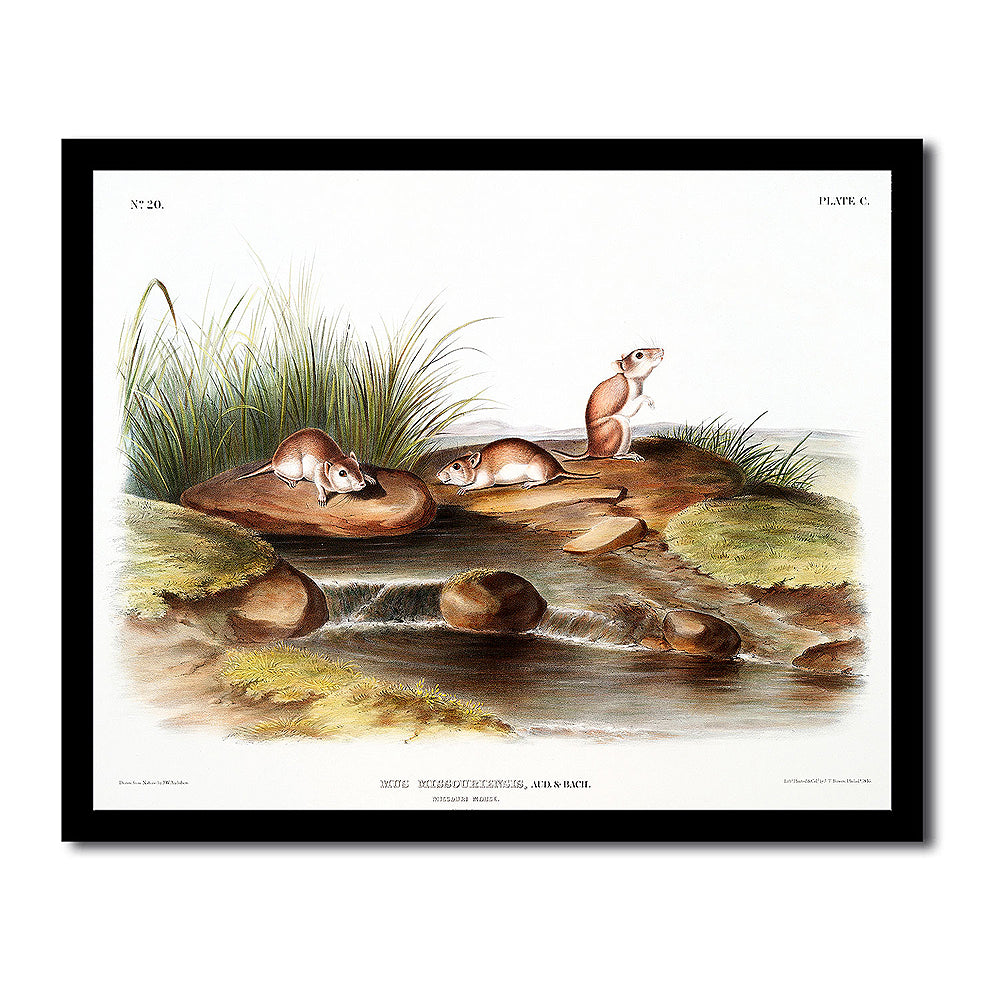 Missouri Mouse by John J. Audubon