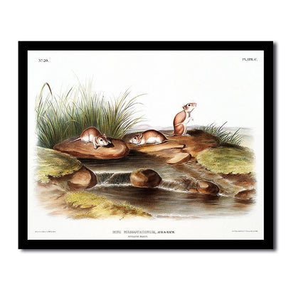 Missouri Mouse by John J. Audubon