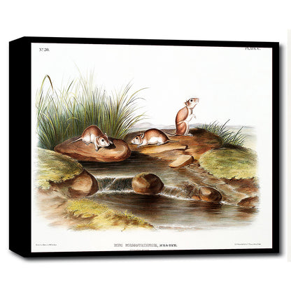 Missouri Mouse by John J. Audubon