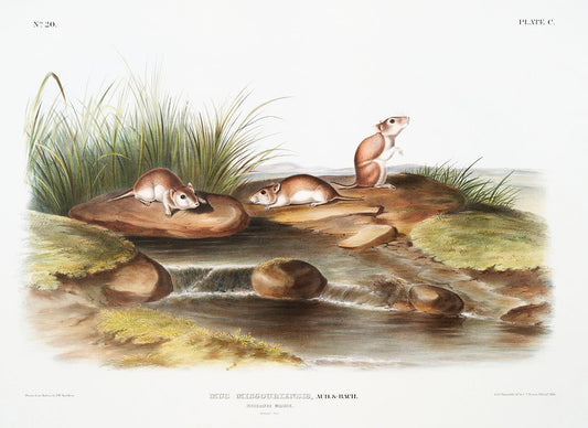 Missouri Mouse (Mus missouriensis) by John James Audubon