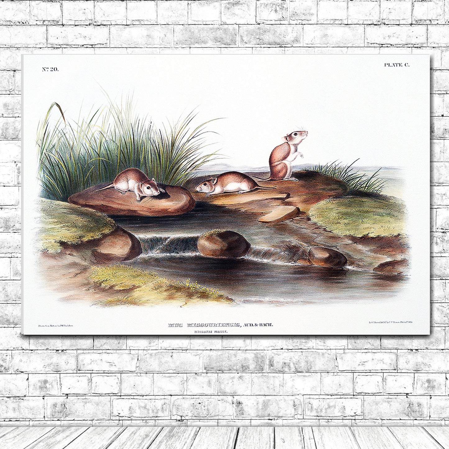 Missouri Mouse by John J. Audubon