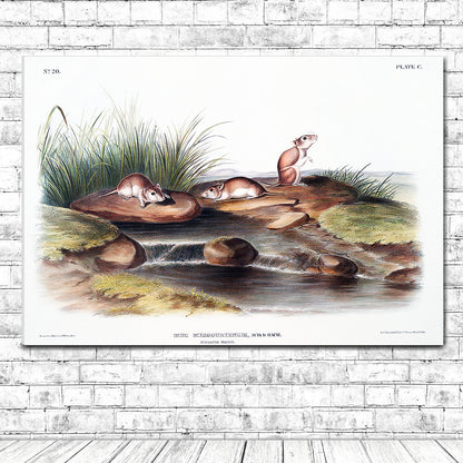 Missouri Mouse by John J. Audubon