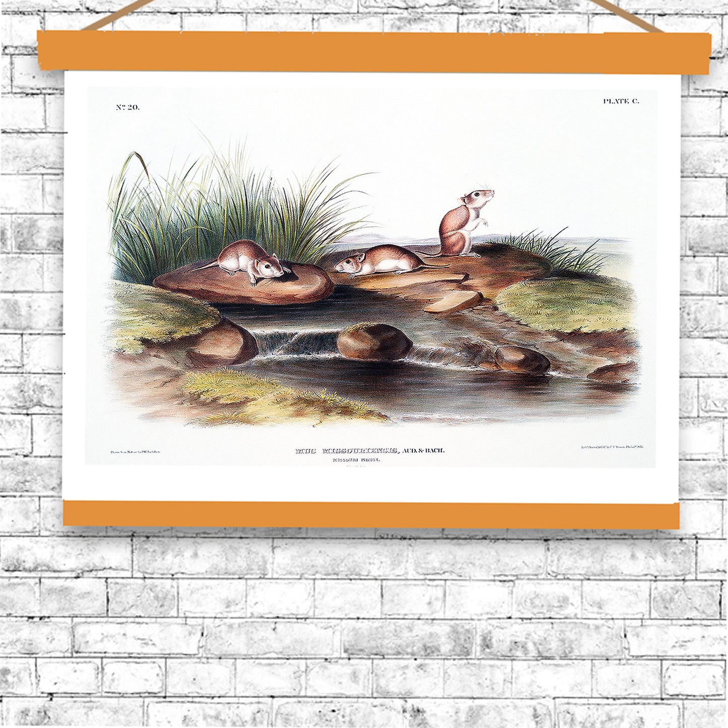 Missouri Mouse by John J. Audubon