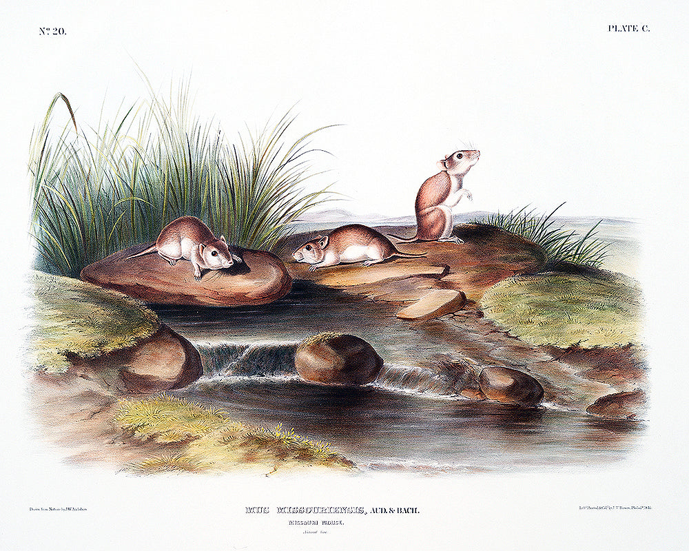 A framed print depicting a natural scene with mice on a piece of wood by a water body, with grass and rocks in the background.
