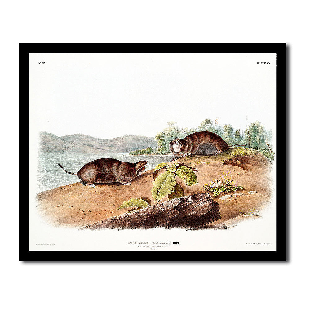 Moose Deer by John J. Audubon