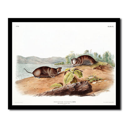 Moose Deer by John J. Audubon