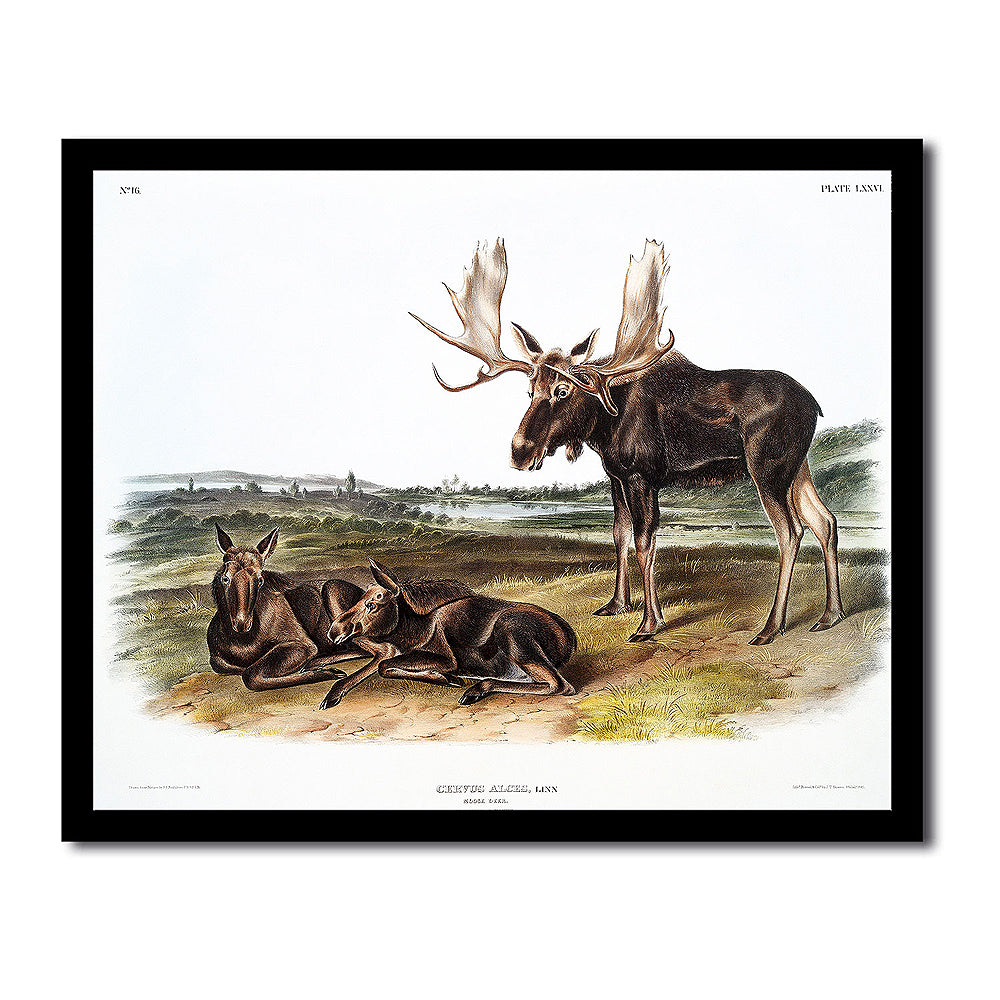 Mouse (Mus-musculus) by John J. Audubon