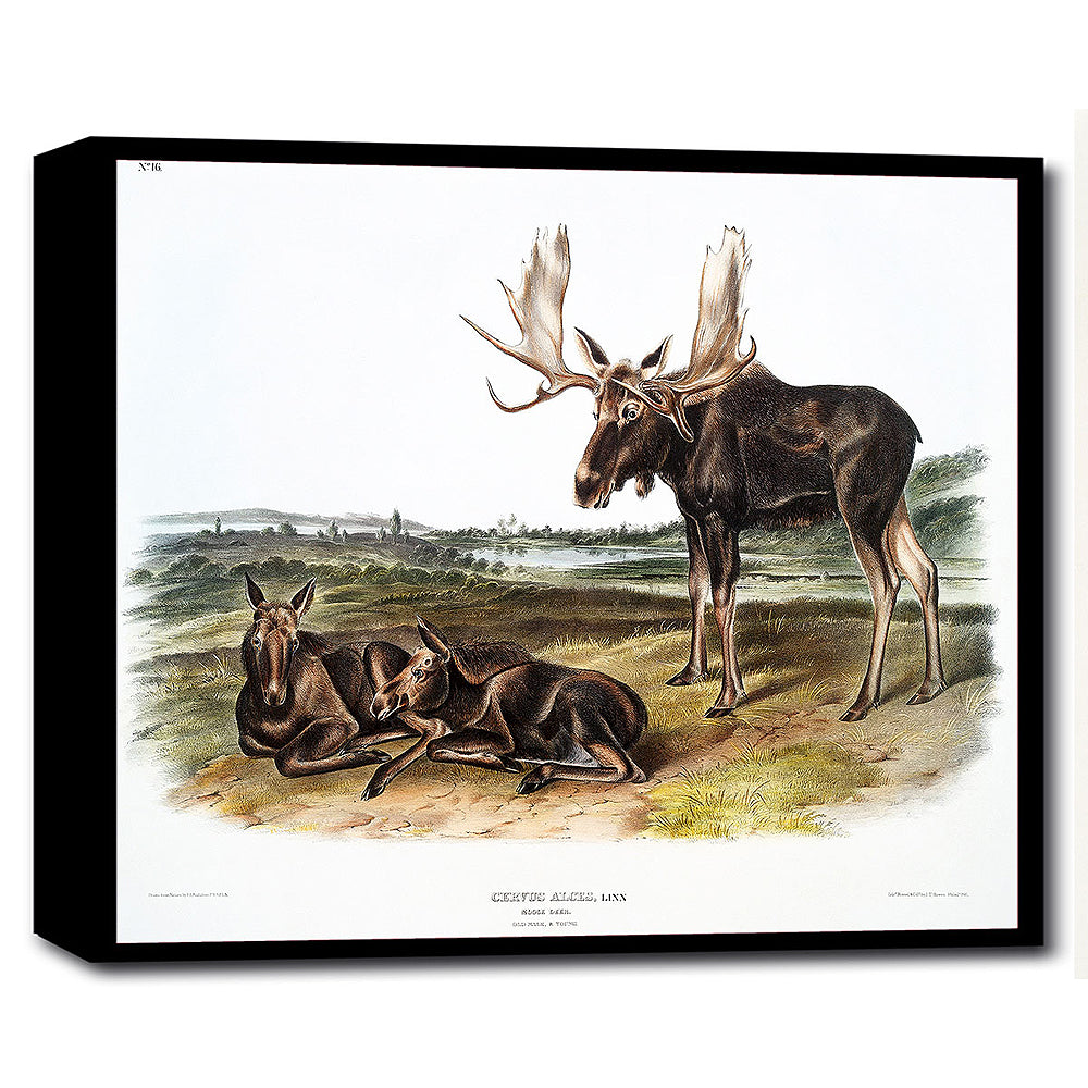 Moose Deer by John J. Audubon