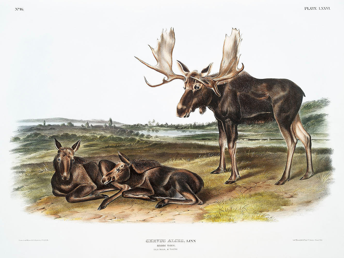 Moose Deer (Servus alces) by John James Audubon