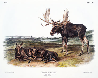A framed print depicting two moose in a natural landscape setting.