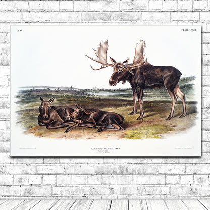 A framed print depicting two moose in a natural landscape setting.