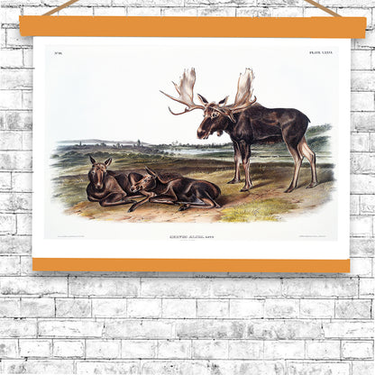 Moose Deer by John J. Audubon