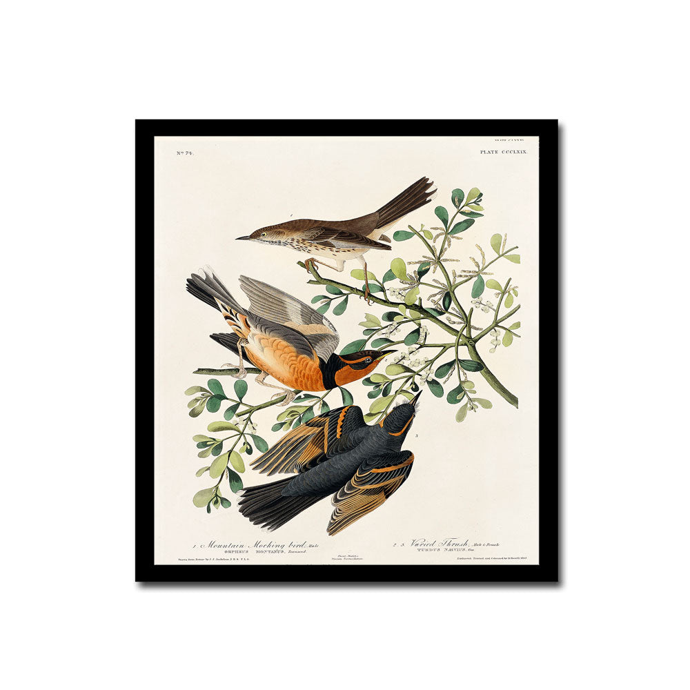 Mountain Mocking bird and Varied Thrush by John J. Audubon