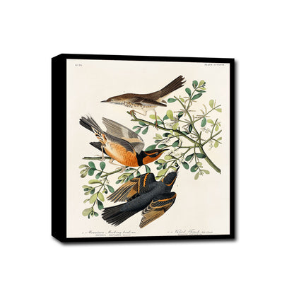 Mountain Mocking bird and Varied Thrush by John J. Audubon