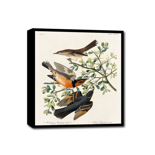 Mountain Mocking bird and Varied Thrush by John J. Audubon