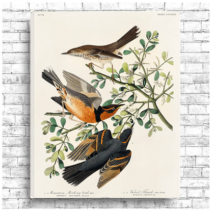 A framed print featuring illustrations of two birds among foliage, representing the artwork 'Mountain Mocking bird and Varied Thrush' by John J. Audubon.