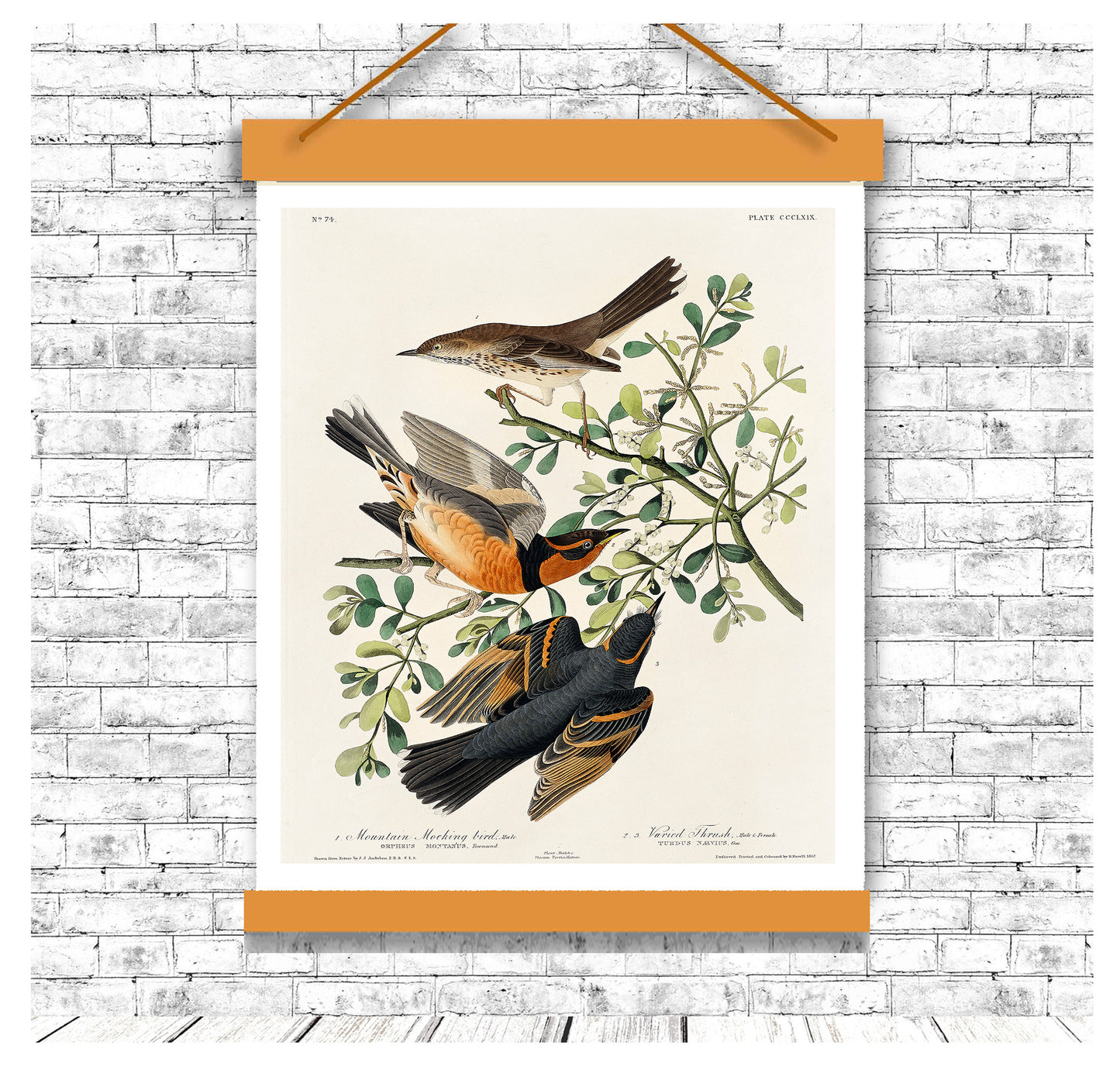 Mountain Mocking bird and Varied Thrush by John J. Audubon