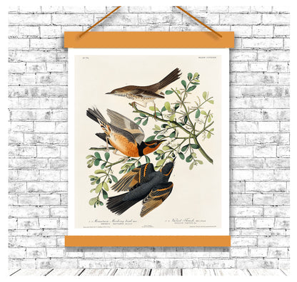 Mountain Mocking bird and Varied Thrush by John J. Audubon