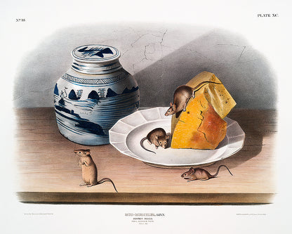 Mouse (Mus-musculus) by John J. Audubon