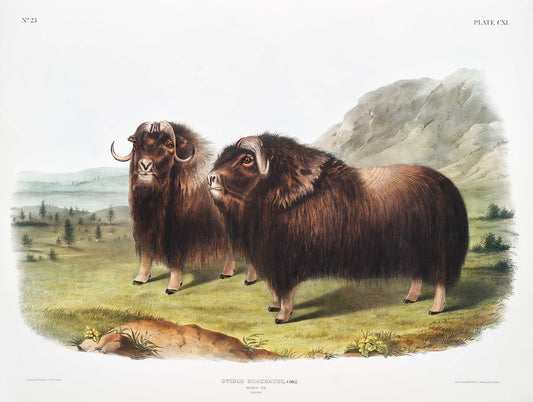 Musk Ox (Ovibos moschatus) by John James Audubon