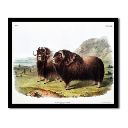 Musk-Rat, Musquash by John J. Audubon