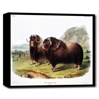 Musk Ox by John J. Audubon