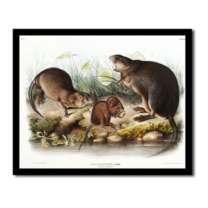Mustela Martes by John J. Audubon